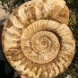 22.51 lb HUGE White Pretty Ribbed Whole Ammonite Nautilus Fossil #DZ89