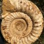 22.51 lb HUGE White Pretty Ribbed Whole Ammonite Nautilus Fossil #DZ89