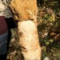 22.51 lb HUGE White Pretty Ribbed Whole Ammonite Nautilus Fossil #DZ89
