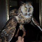 LONG EARED OWL TAXIDERMY