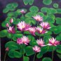 034   Flower Water lily  pond Modern art Painting 20"20