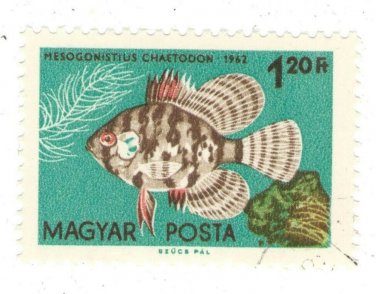 1962 Hungary CTO:&Acirc;&nbsp;&Acirc;&nbsp;Tropical Fish