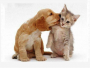 mydreampet