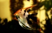 premiumguppies