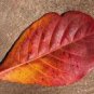 ALMOND LEAVES