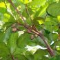 ALMOND LEAVES