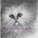 Persian-Himalayan Cat Portrait. Original drawing on paper. By Sofia Goldberg