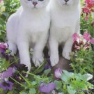 Double Trouble 500 Piece Puzzle
