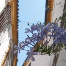 Flowers of Cordoba #1 4 x 6"