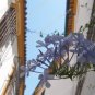 Flowers of Cordoba #1 4 x 6"