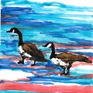 Snow Geese leaving for winter - sku:d1