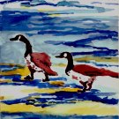 Snow Geese leaving for winter - sku:d2