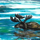 Moose in water - sku:f1