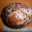 Real Tiger Cownie Shell with purple top engraving of a coconut tree