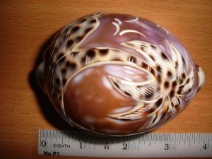 Real Tiger Cownie Shell with purple top engraving of a coconut tree