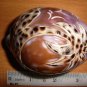 Real Tiger Cownie Shell with purple top engraving of a coconut tree