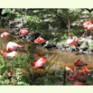 Flamingo Group