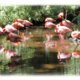 birds & animal notecards
