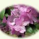 flowers & nature