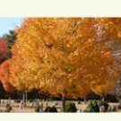 colorful autumn trees, notecards