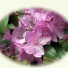 Azalea blooms on notecards