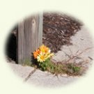 beautiful mums, 10 notecards