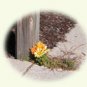 beautiful mums, 10 notecards