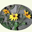 Black-eyed Susans, 10 notecards