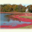 cranberry harvest image on notecards