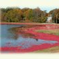 cranberry harvest image on notecards