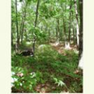 woodland trail, image on notecards
