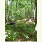 woodland trail, image on notecards