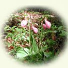 lady slipper, oval image on notecards