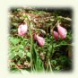 lady slipper image, rectangle, on note cards
