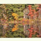 colorful foliage reflections on notecards