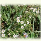 summer wildflowers, image on notecards