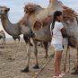 Camel Milk Chocolate Coffee Powder Halal Camel Abu Dhabi Drink 20 Sachet