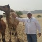 Camel Milk Chocolate Coffee Powder Halal Camel Abu Dhabi Drink 20 Sachet
