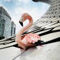DIY flamingo papercraft trophy for your wall decor