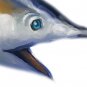 Marlin Clipart