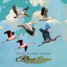 Exotic Bird Clipart