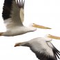 Exotic Bird Clipart