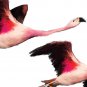 Exotic Bird Clipart