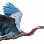 Exotic Bird Clipart