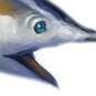 Game Fish Clipart
