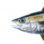 Game Fish Clipart
