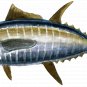 Game Fish Clipart