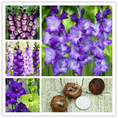 2Pcs Bulbs True Purple Gladiolus Bulbs Beautiful Gladiolus Flower Seeds For Garden Plants