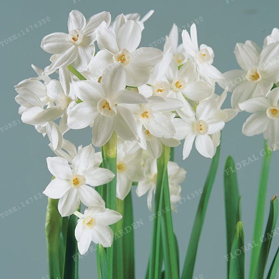 2 Bulb True White Narcissus Bulbs,Daffodil Bulbs Bonsai Flower Seeds For Garden Plants