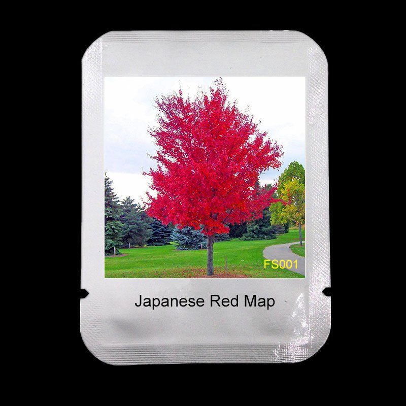 100Pcs Japanese Red Maple Tree Seeds For Home Garden Plants